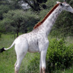giraffa bianca 1