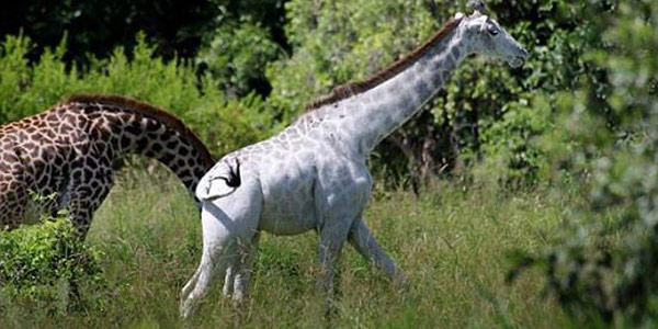 giraffa bianca 2