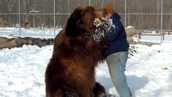 video abbraccio orso 2.jpg 2