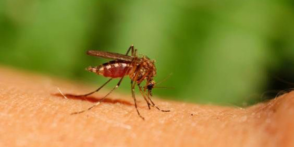 zanzare zika