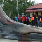 balena malesia