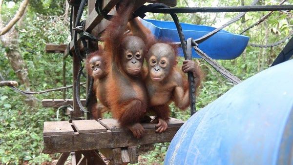 cuccioli orango 2