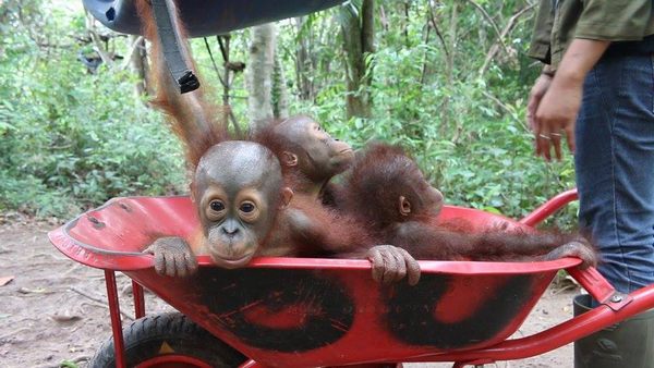cuccioli orango 3