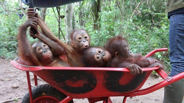 cuccioli orango 4