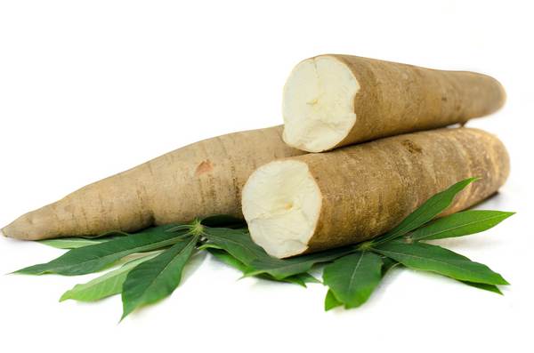 manioca tapioca cassava