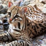 oceolot gattopardo americano
