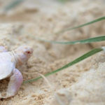 tartaruga albina 1