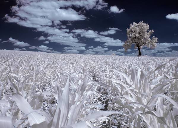 the majestic beauty of trees captured in infrared photography 10 880