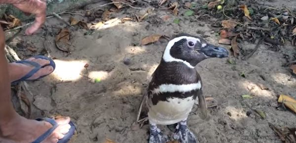 Pinguino brasile1