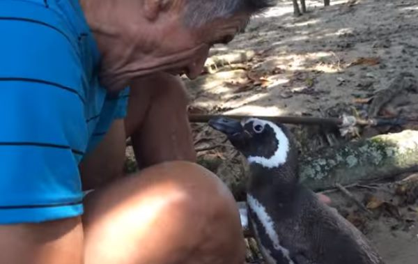 Pinguino brasile2