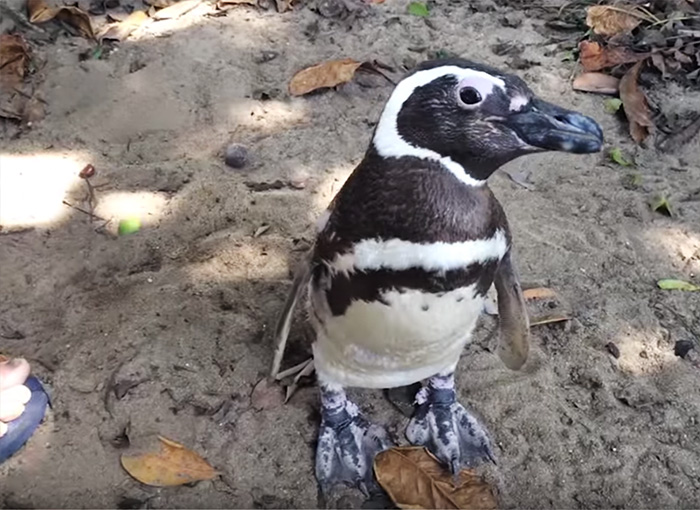 Pinguino brasile3