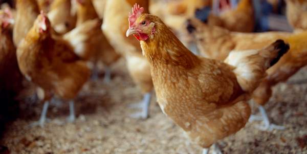 allevamenti polli antibiotici italia