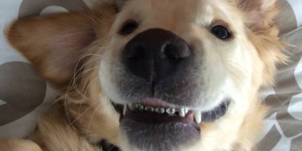 cane apparecchio denti