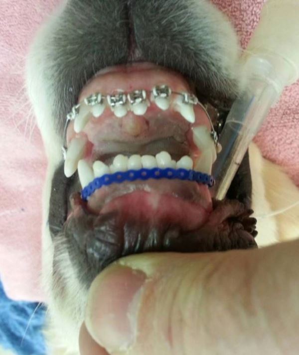 cane apparecchio denti2