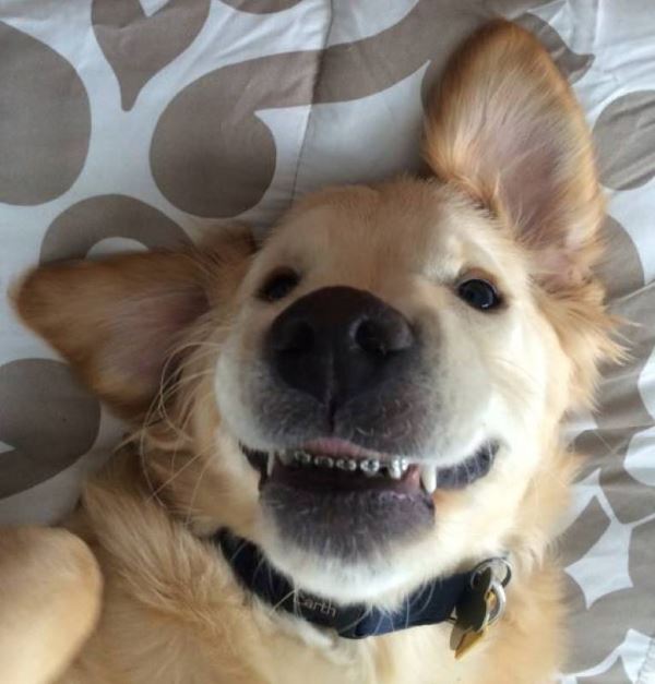 cane apparecchio denti4