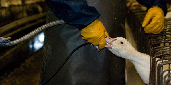 essere animali foie gras