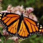 farfalla monarca