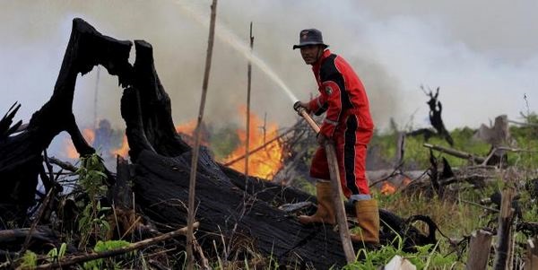 incendi indonesia emergenza olio di palma