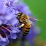 moria delle api pesticidi europa