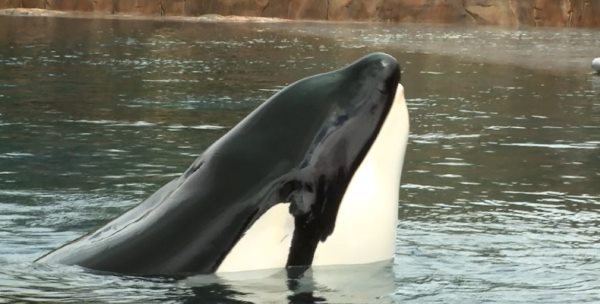 orca2