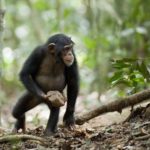 scimpanze alberi sassi religione
