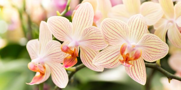 come coltivare le orchidee