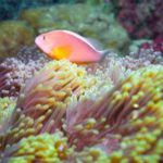 grande barriera corallina sbiancamento