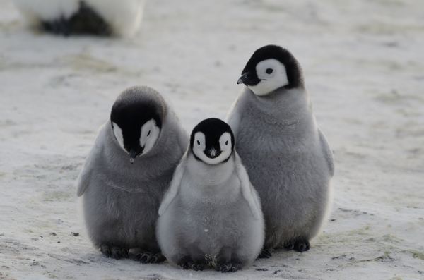 pinguini 2