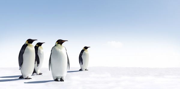 pinguini volontari cover