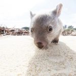 wombat derek