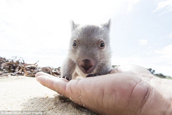 wombat derek 1