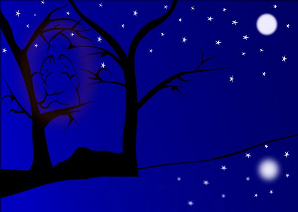 alberi di notte
