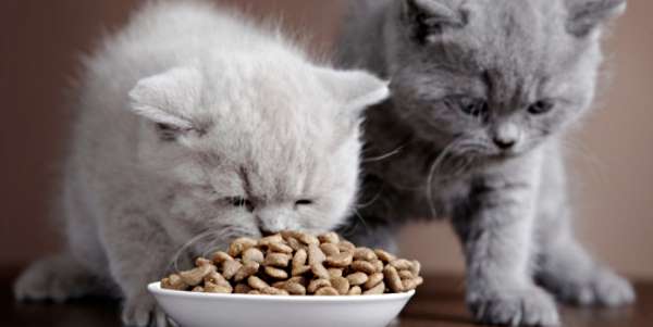 gattini che mangiano