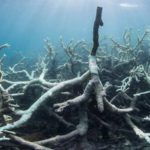 sbiancamento coralli-australia
