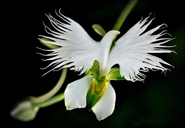 orchidea airone