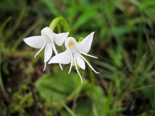 orchidea angelo