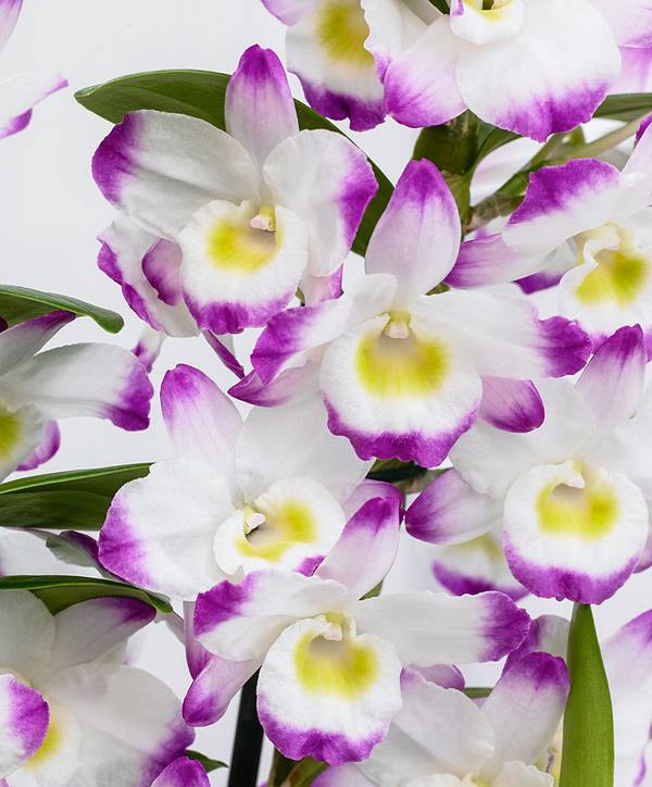 orchidea irene smile