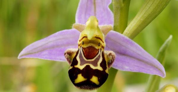 orchidea vespa