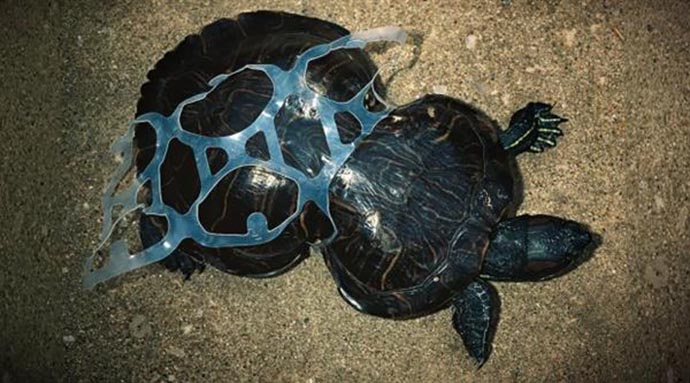 tartaruga-plastica