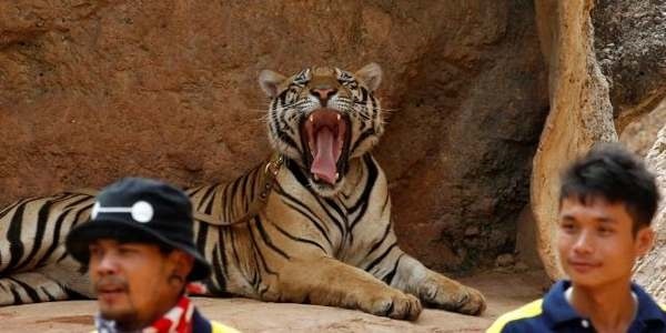 tiger temple tigri