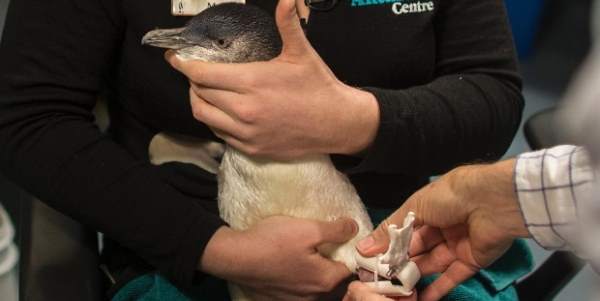 pinguino protesi 3d