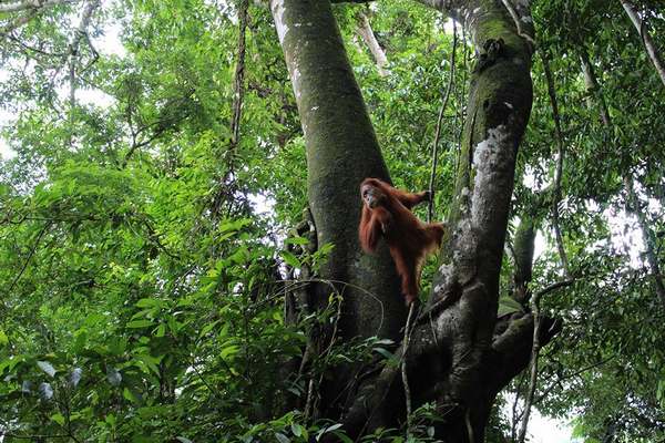foreste indonesia oranghi