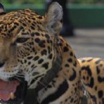 Il giaguaro ucciso per Rio 2016