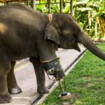 mosha elefante protesi