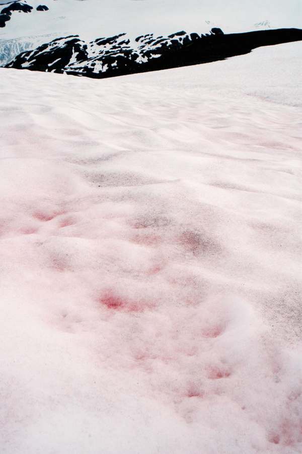 pink snow 3