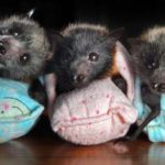 salvare pipistrelli