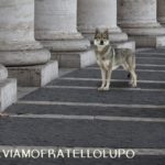 salviamo-lupi vaticano