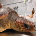 Centro recupero tartarughe marine