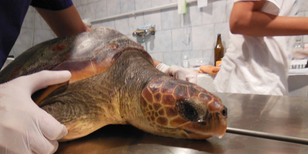 Centro recupero tartarughe marine
