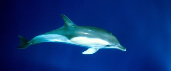 delfinocomune